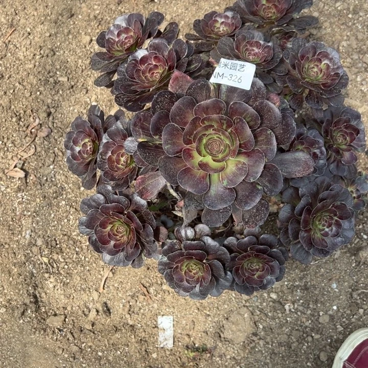 桃***姑黑钻大手捧多肉植物326