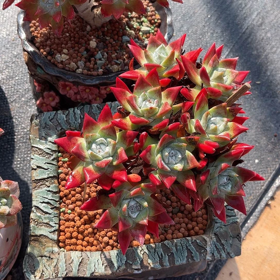 刘丹白豪   苹果叶5986