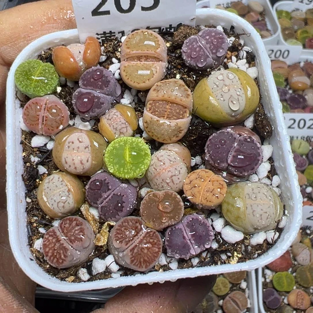 【闪购商品】 205。