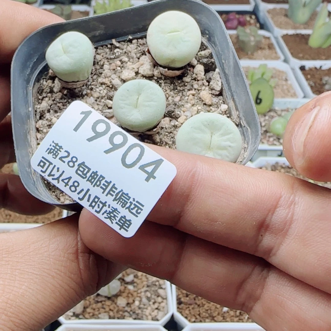 【闪购商品】周*伶19904