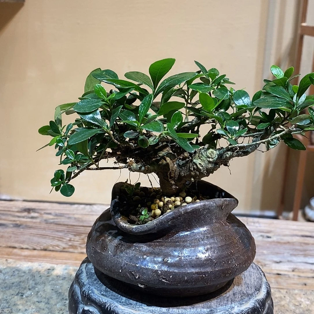 无花朵酒**逢栀子花