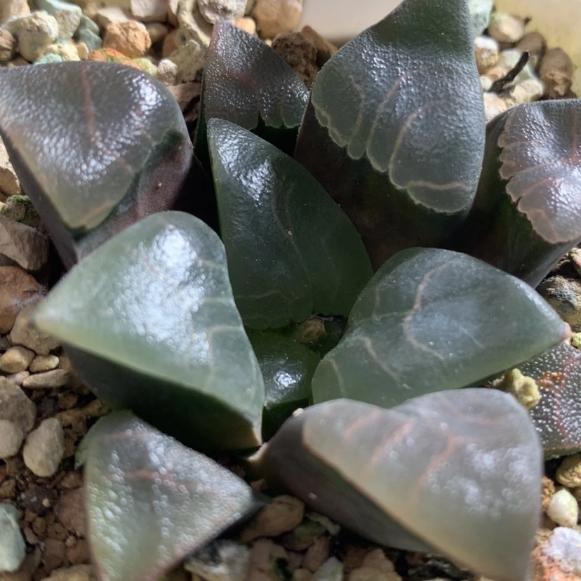 【闪购商品】R****晶35-34实生