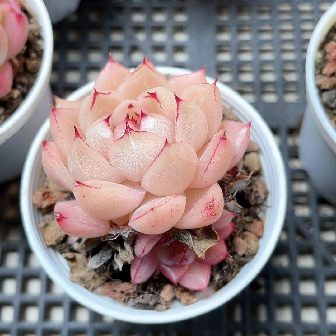 优选麦秆福利7303