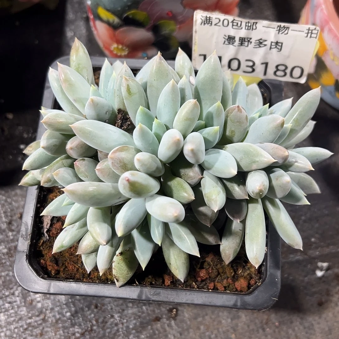 1103180  焦糖体哥特8头朵朵群生