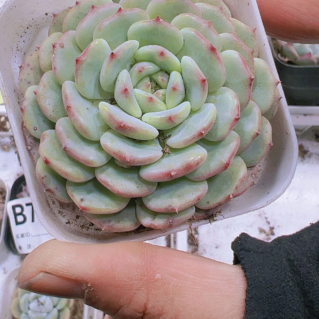 65盆白胖子单头19包邮