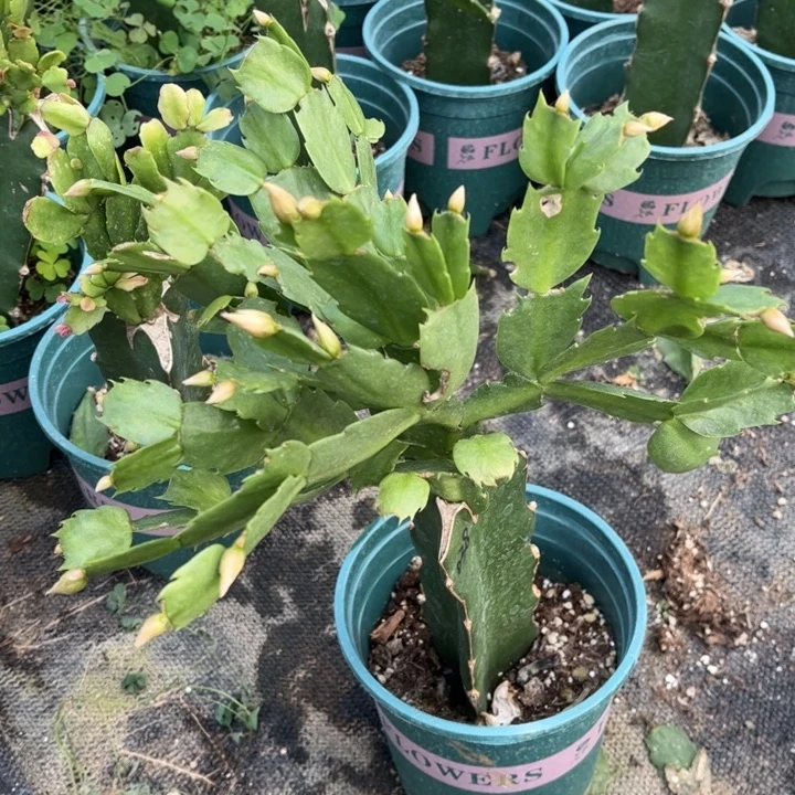 桂***香60号038，1111111111