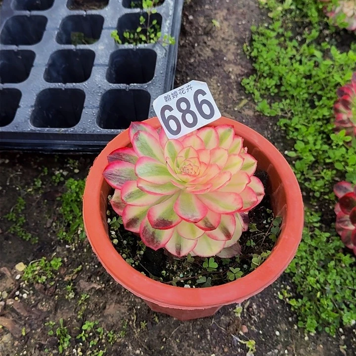 平**福000000000000686荔枝