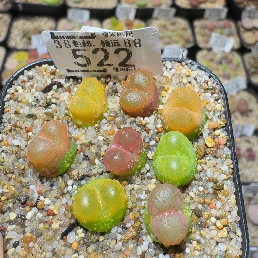 Sssss精品生石花522