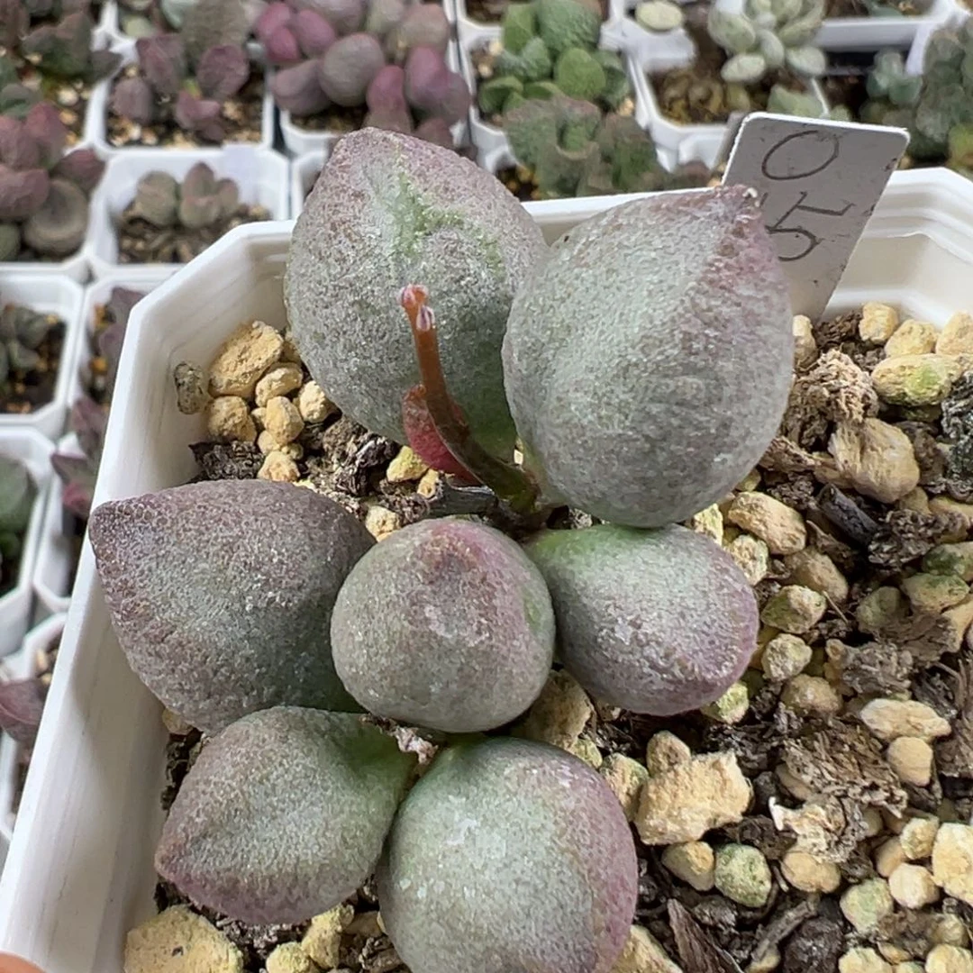 w圆胖颗粒款实生新品