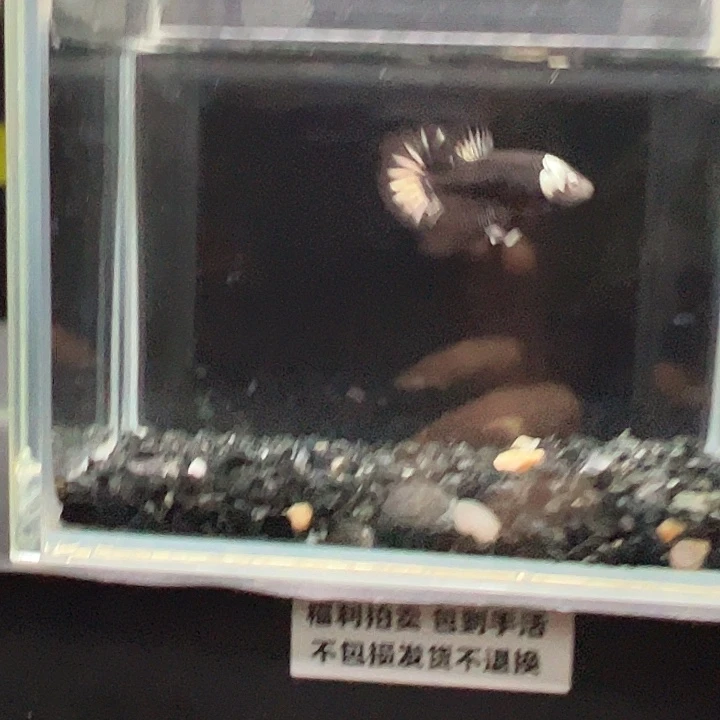 斗鱼一单包邮13日46