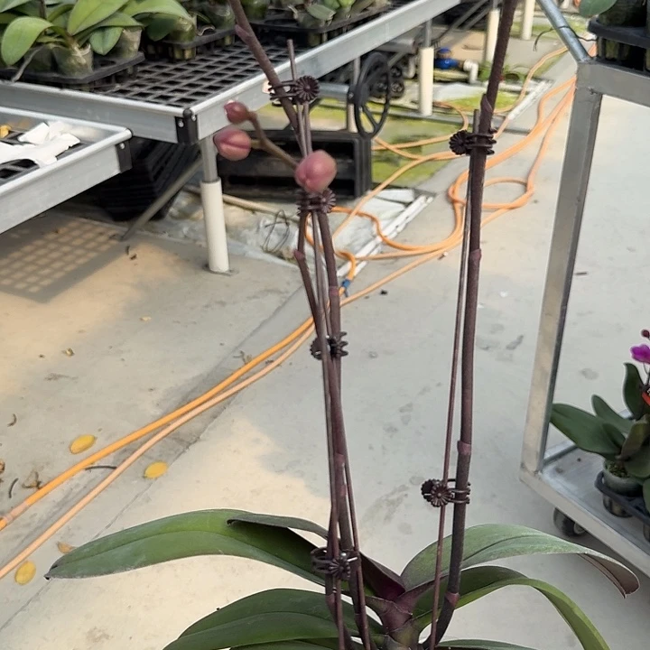 风***丽大部分开放少量花苞159