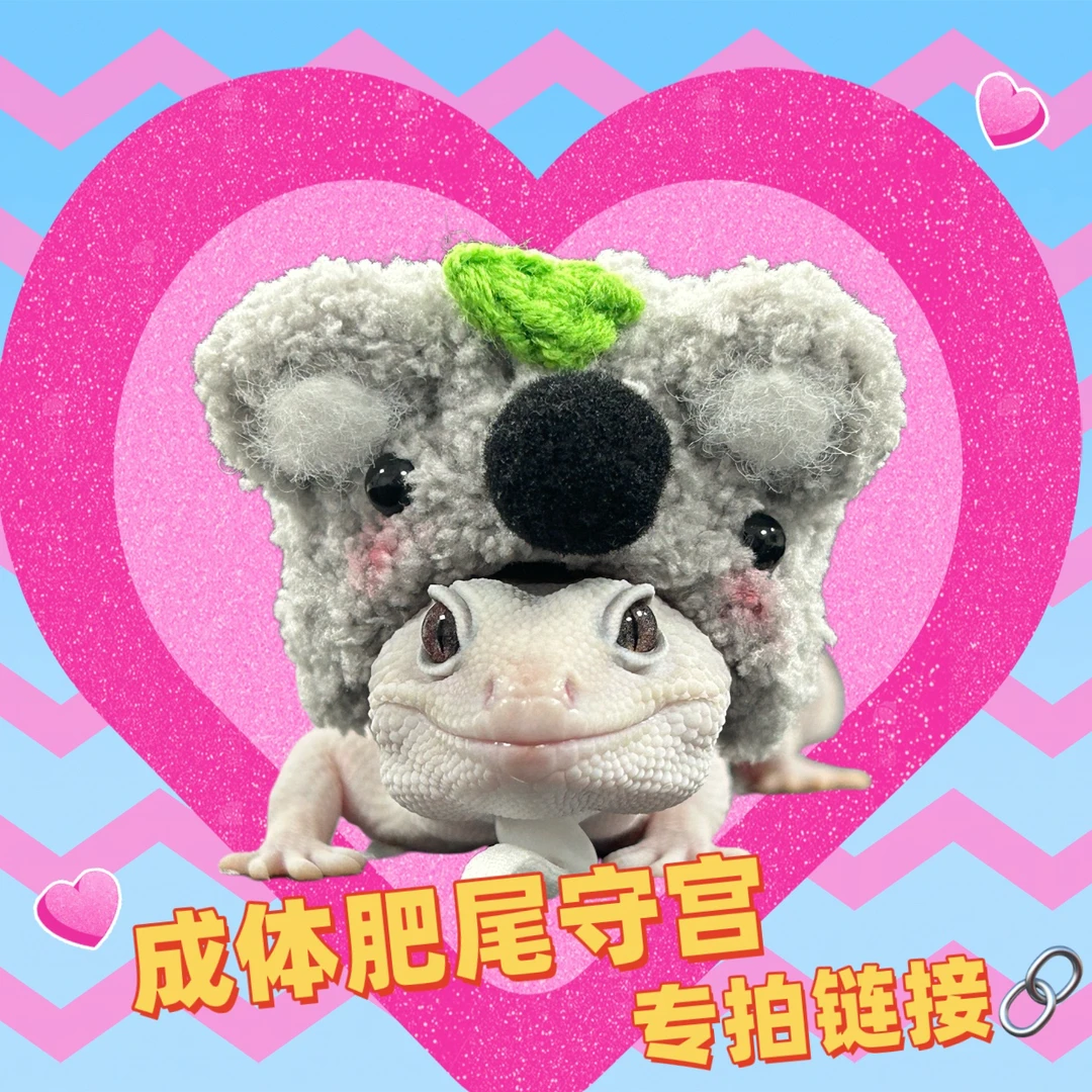 肥尾守宫活体宠物可爱爬宠新手饲养温顺异宠懒人入门