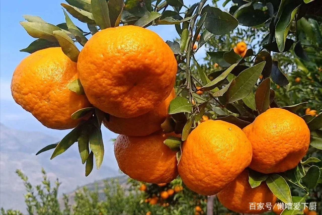昭通大关本地老品种柑子