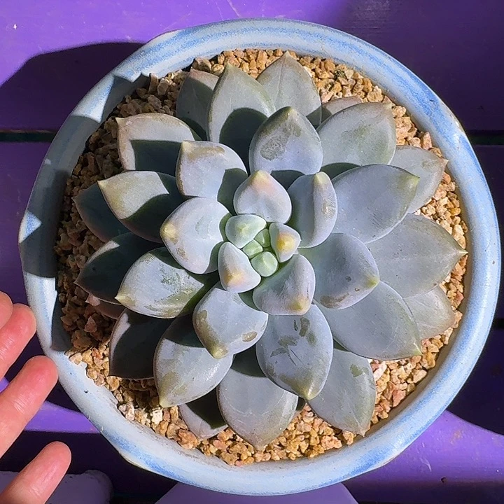 黄胖体 哥特 单头  一物一拍