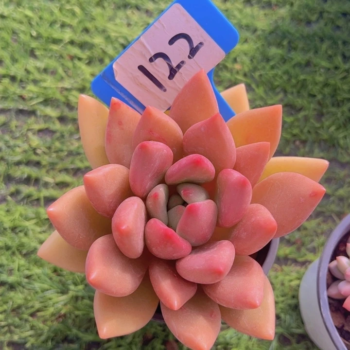 健健康康平平安安