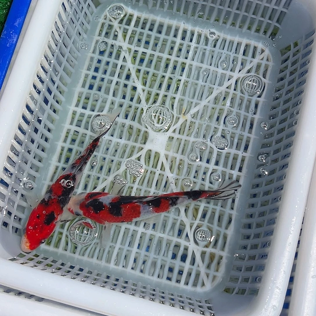 锦鲤锦鲤观赏鱼1111