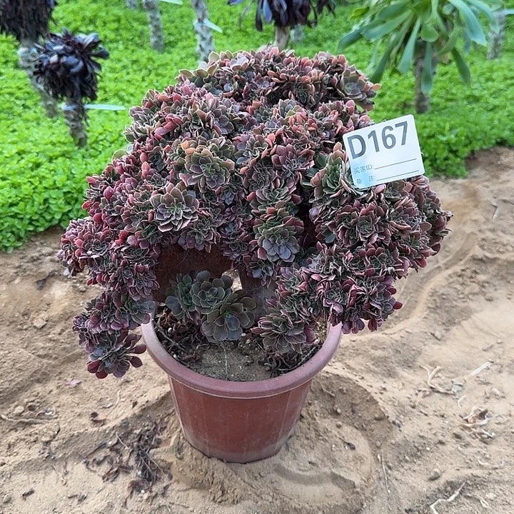 167火玫瑰朵朵一颗呀呀