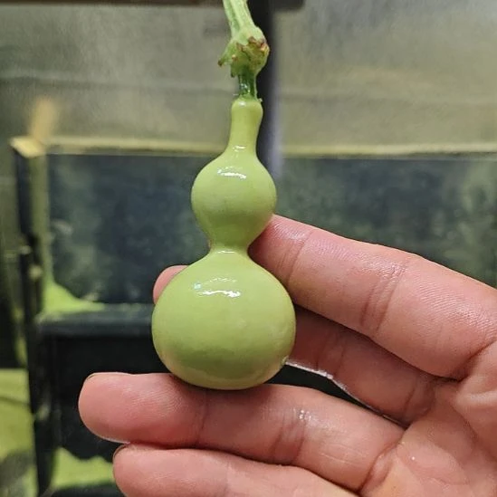 我***？天津嘴儿咕噜咕噜