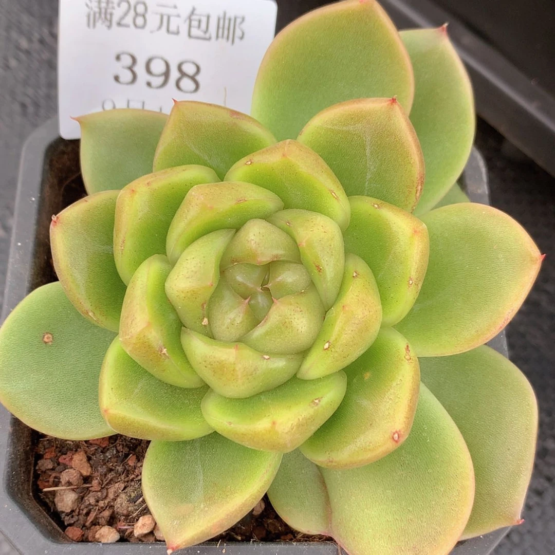 【闪购商品】云398号珍妮8厘米