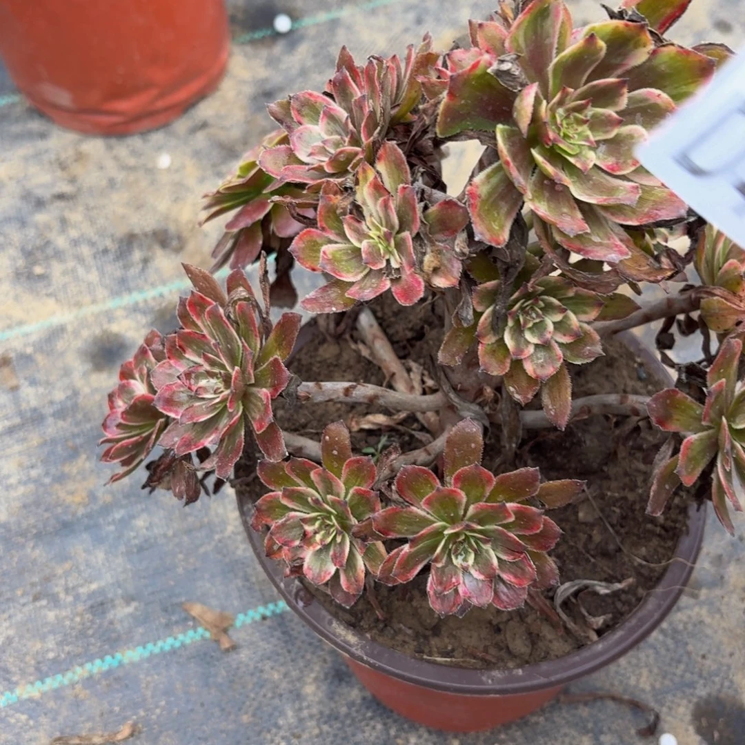 457多肉植物捧花的@