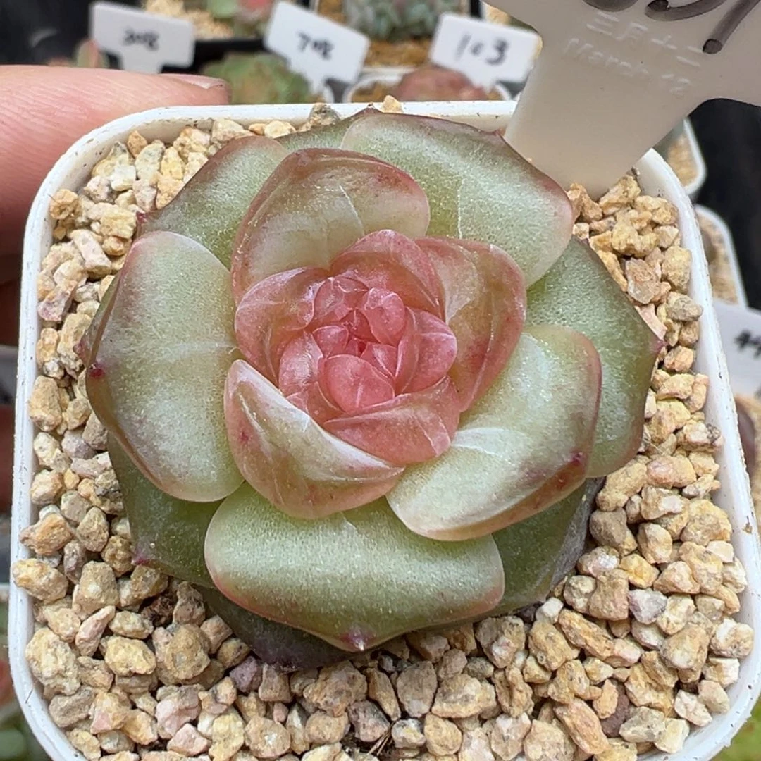 851号星域 晗雨多肉