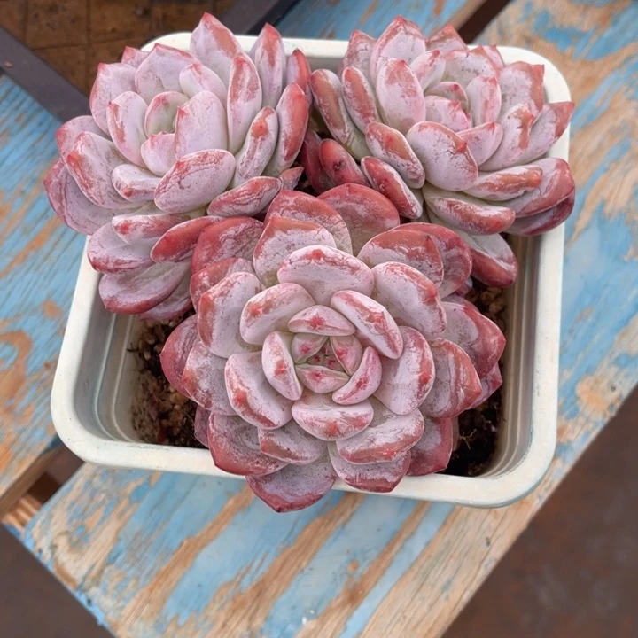 秋可园艺 三头老桩韩橙