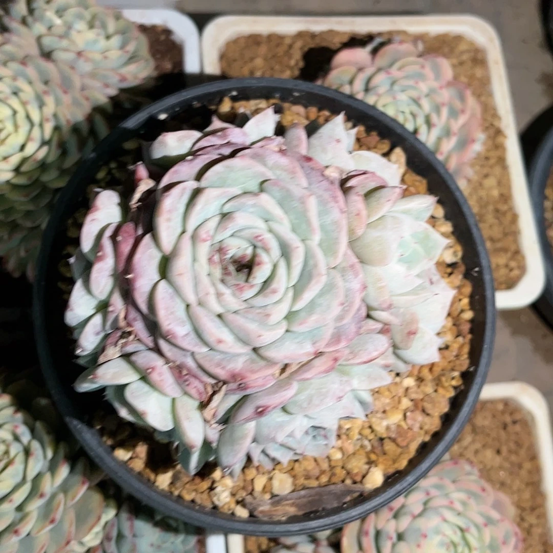 寄养链接的肉肉的