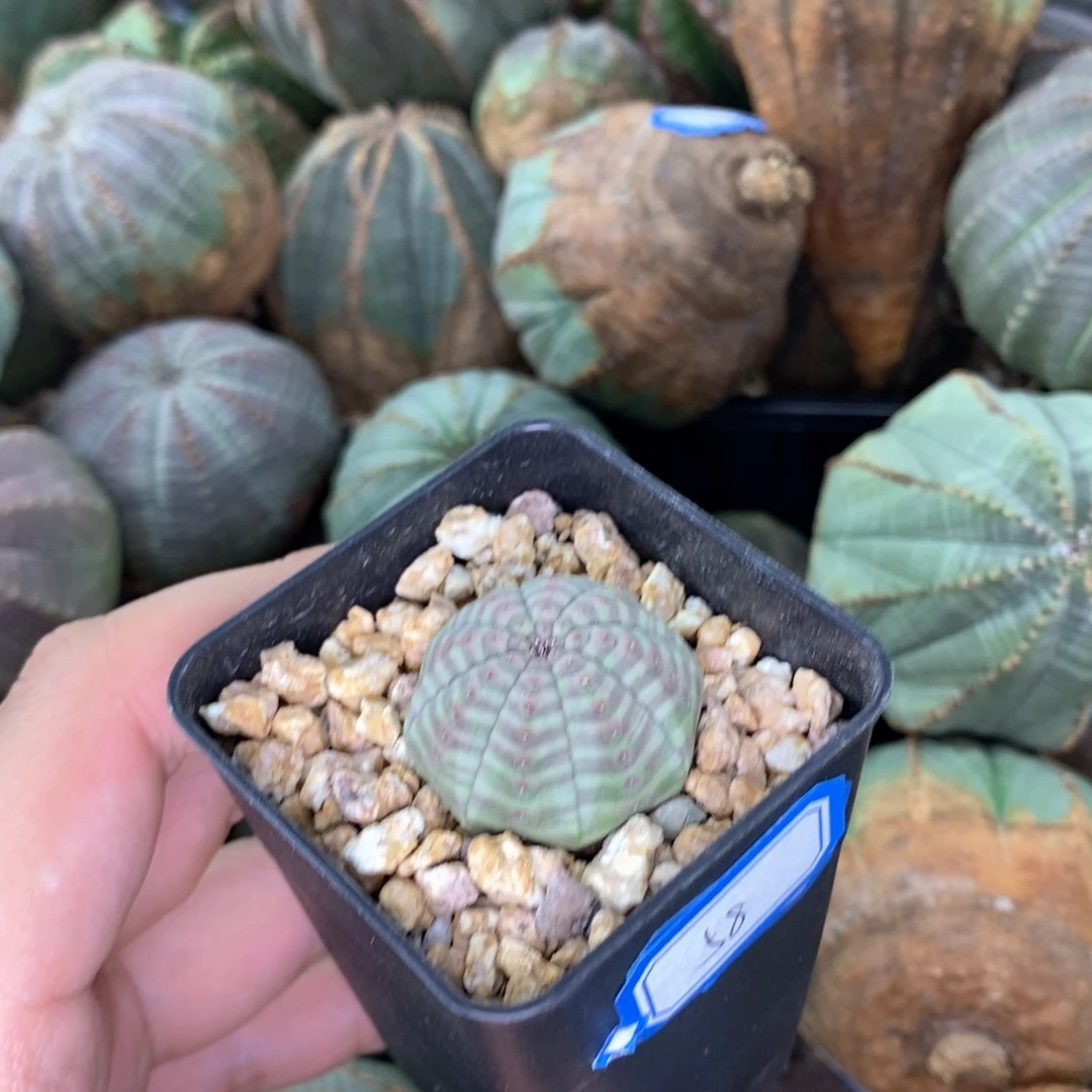 欧系实生布纹球多肉植物