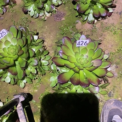 默*多肉植物法师426雨荷