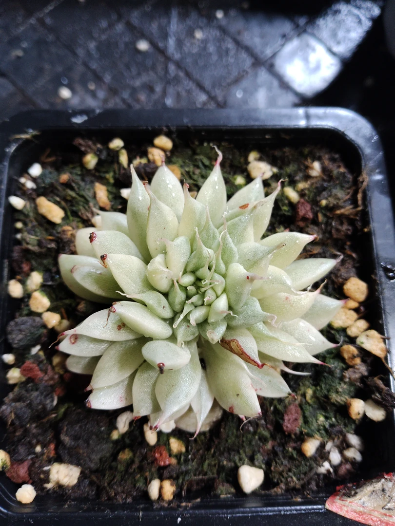 非偏远18包邮  一物一拍  10厘米盆 A262银星覆轮锦