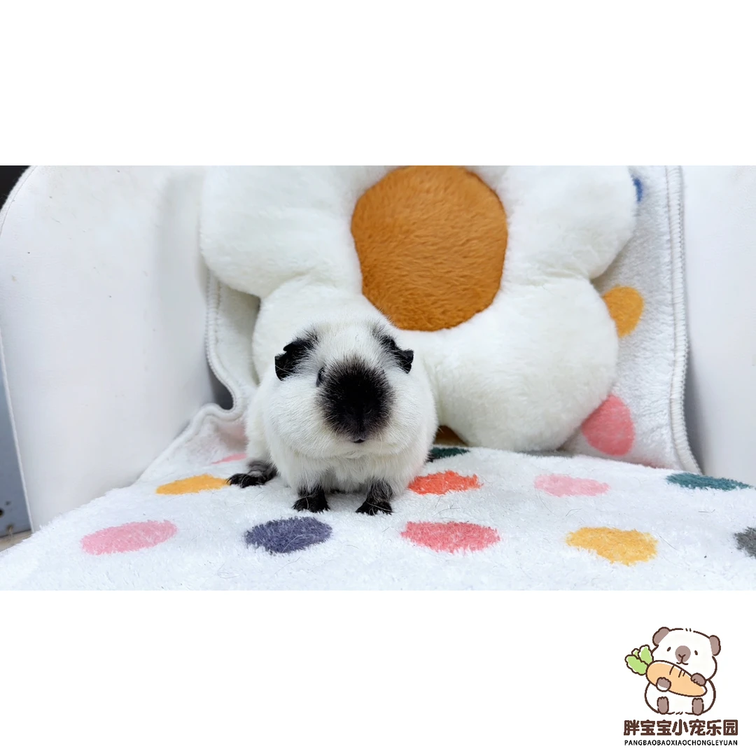 白泰加妹妹 活体豚鼠荷兰猪