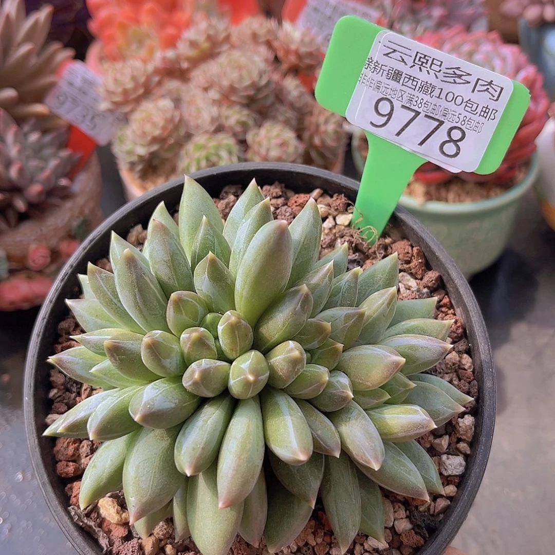 9778重楼美人多肉植物