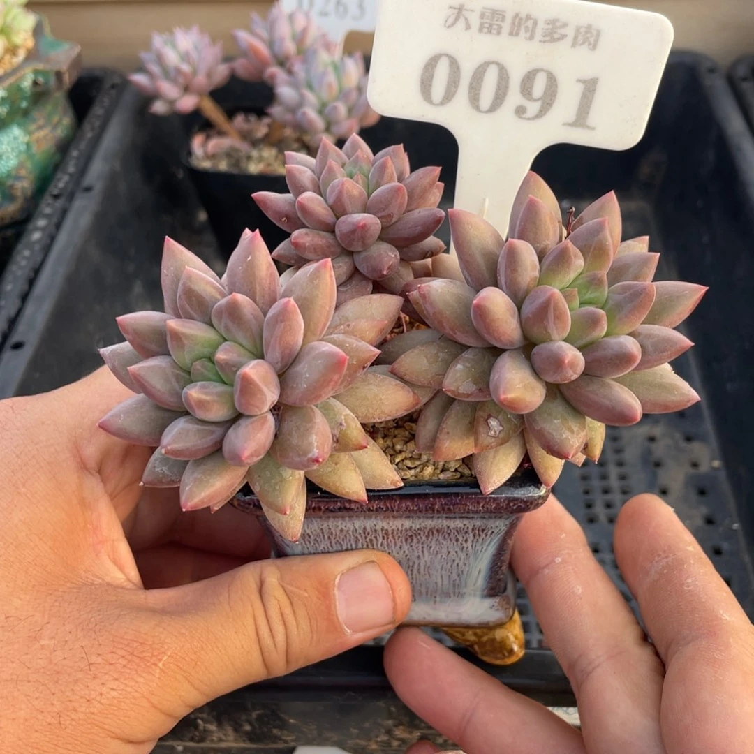 0091红蜻蜓不带盆10厘米