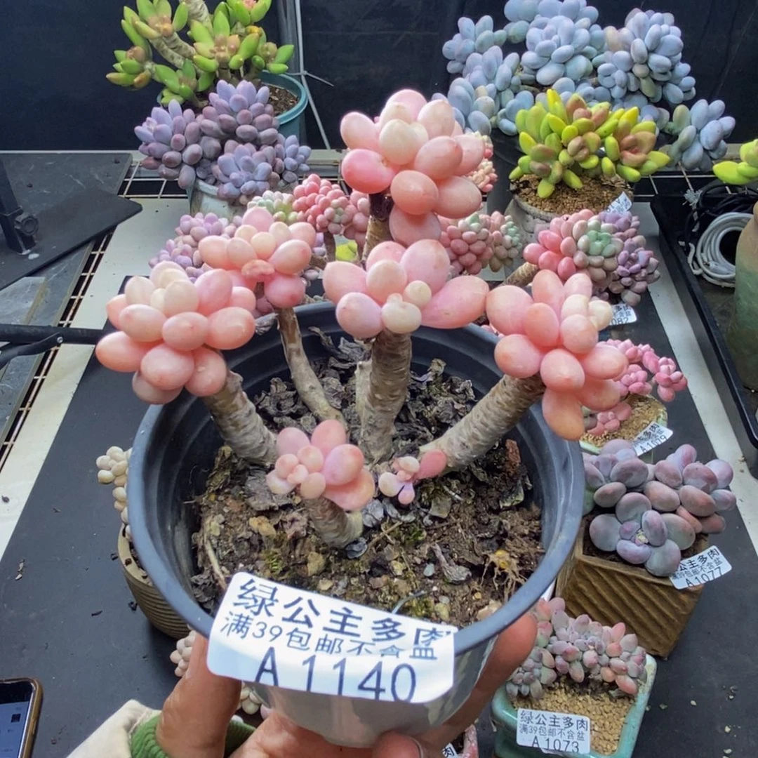 一****^140鱼子酱多肉7c m