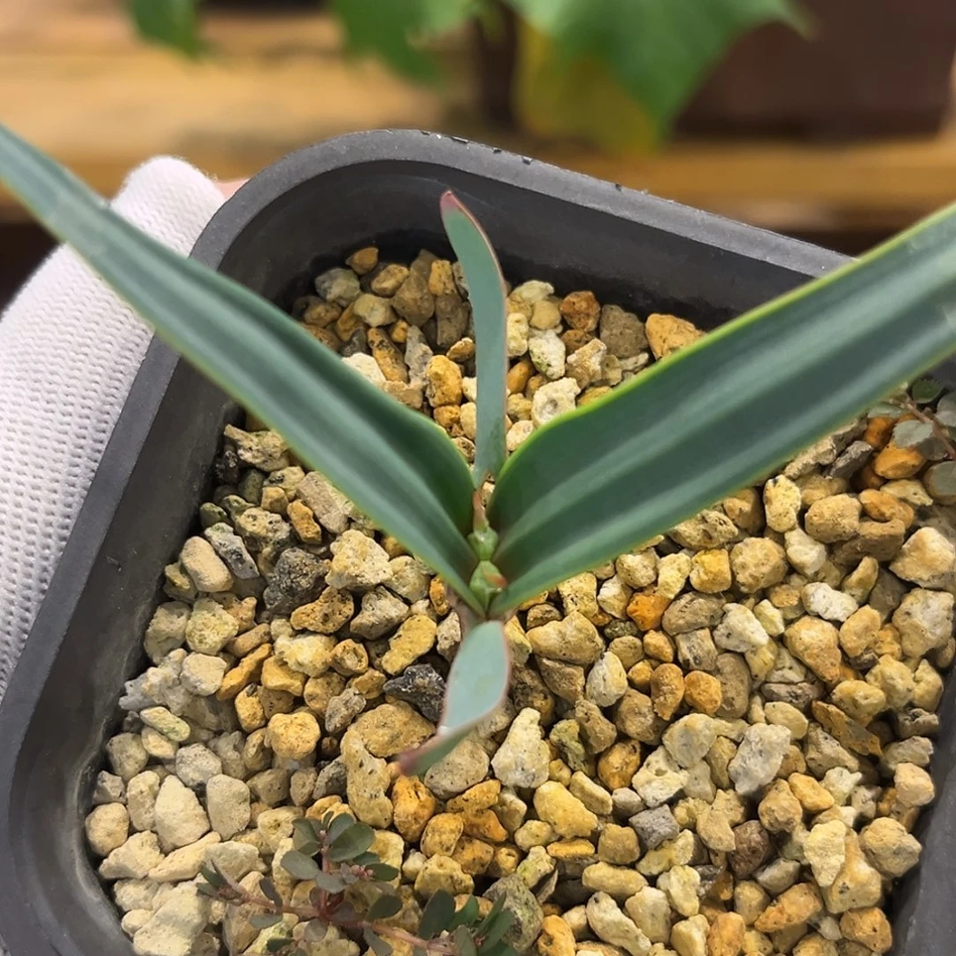 汤圆植物百岁兰哈