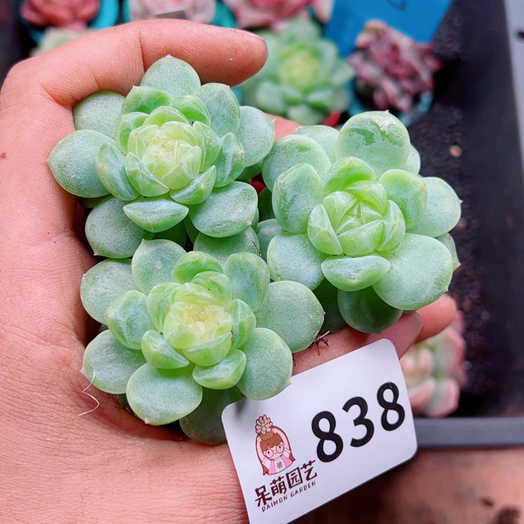 多肉植物多肉植物
