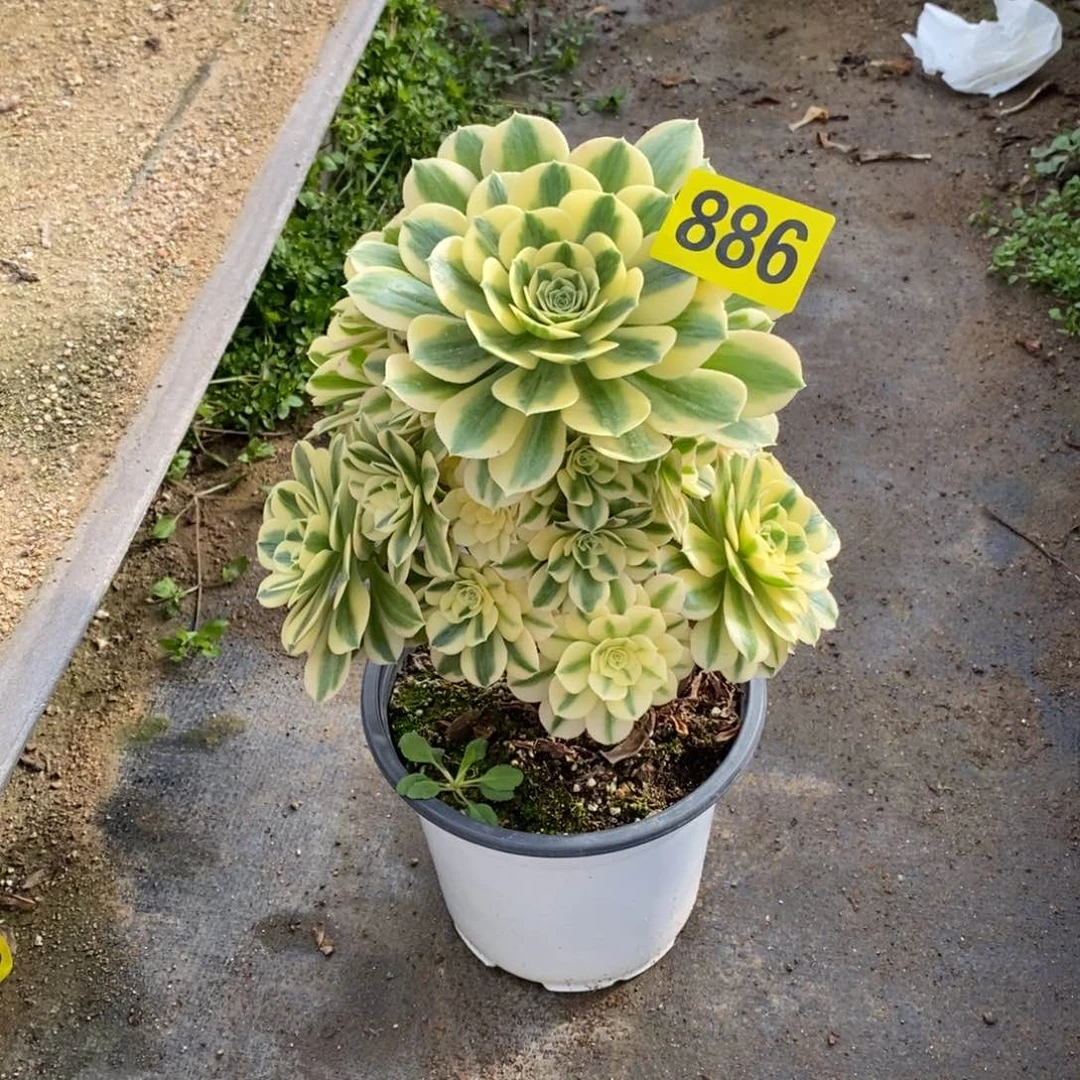 迈巴赫多肉法师有断枝886