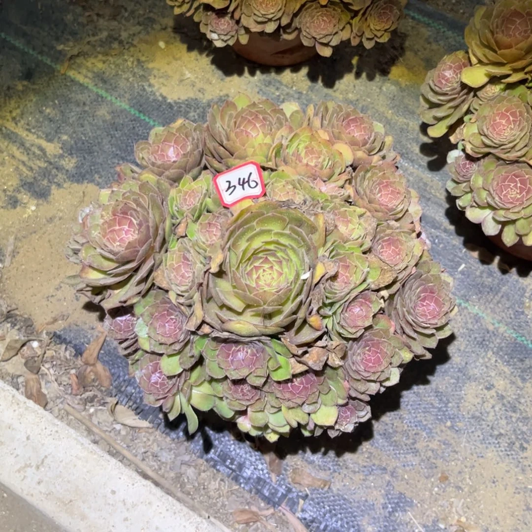 346多肉植物红魔法师