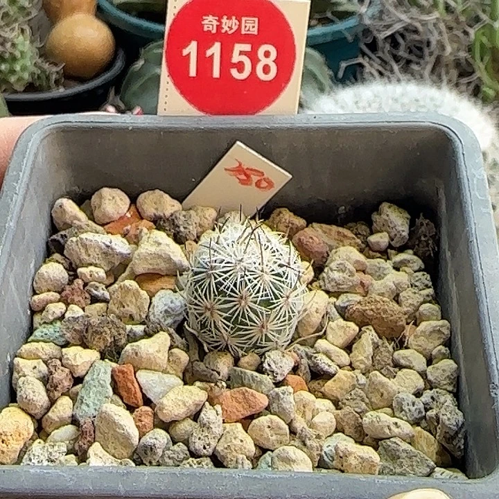 实生带中刺滕荣丸1.7cm