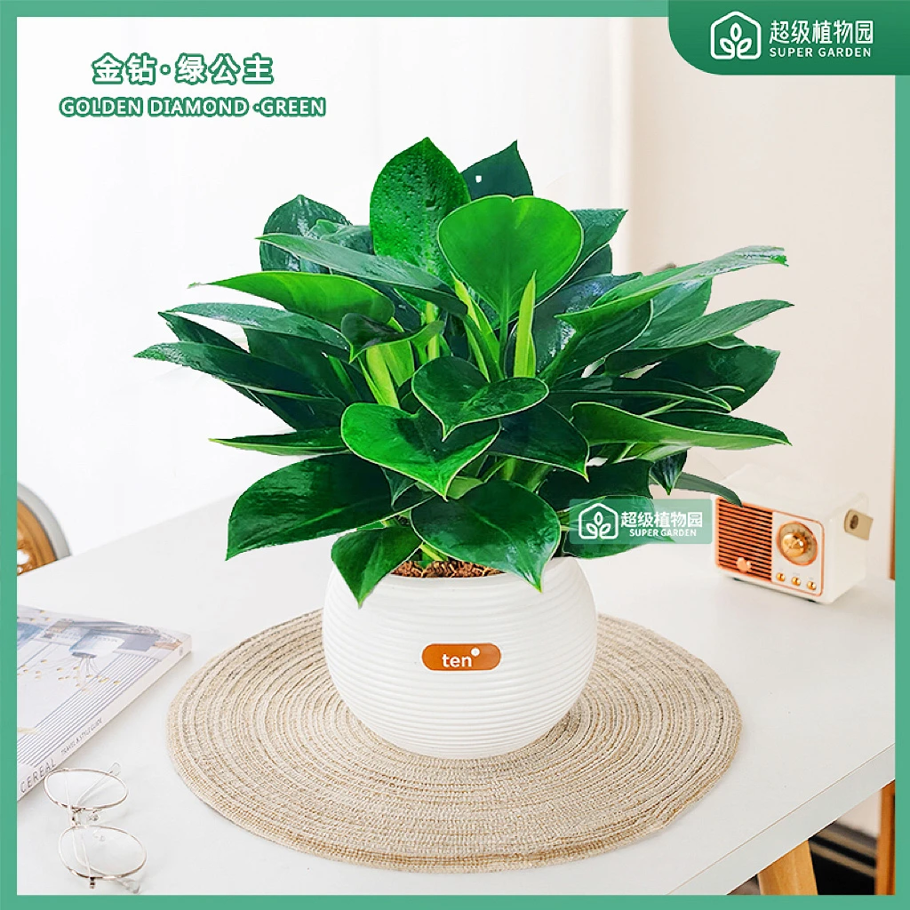 金钻绿公主大叶绿植花卉室内客厅水培好养四季常青