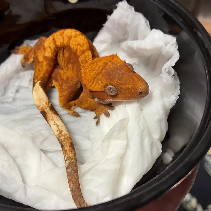 睫角守宫睫角守宫可爱入门