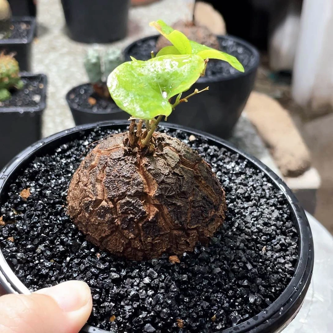 高666666666666666666