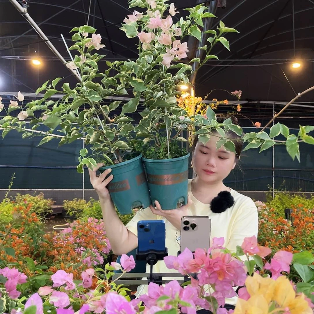 大部分开放少量花苞马斯带竹一颗