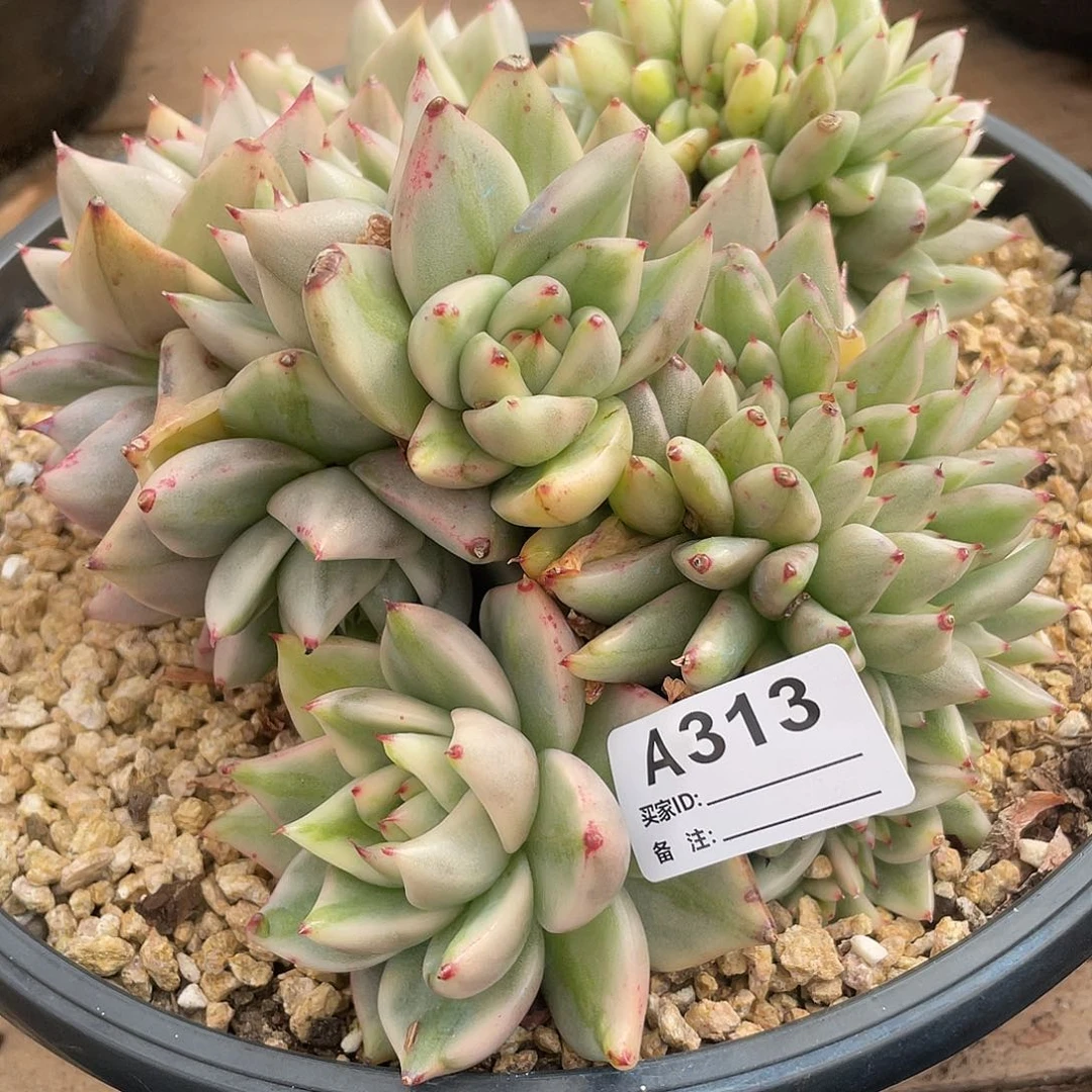 若如东云单拍A313