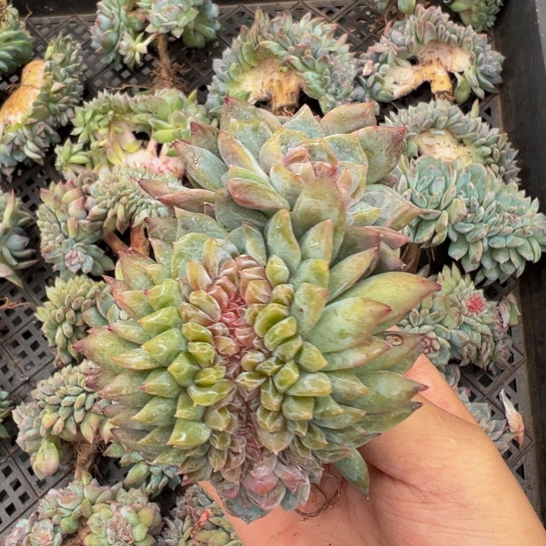 水蜜桃冰魄缀 天天开心