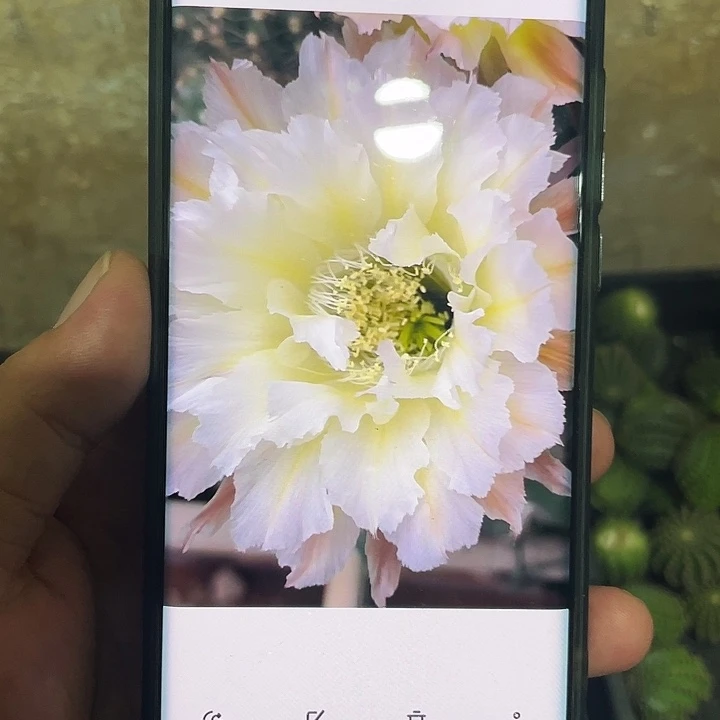 卷可可5-6公分歪  满18包邮