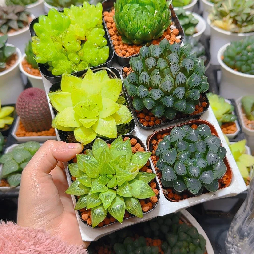 玉露六件套多肉，原盆