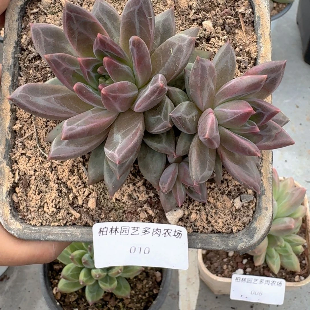 010 美人杂交 一物一拍