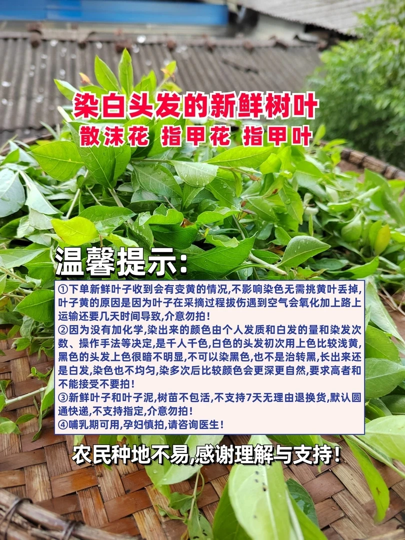 自家种散沫花指甲花指甲叶指甲草