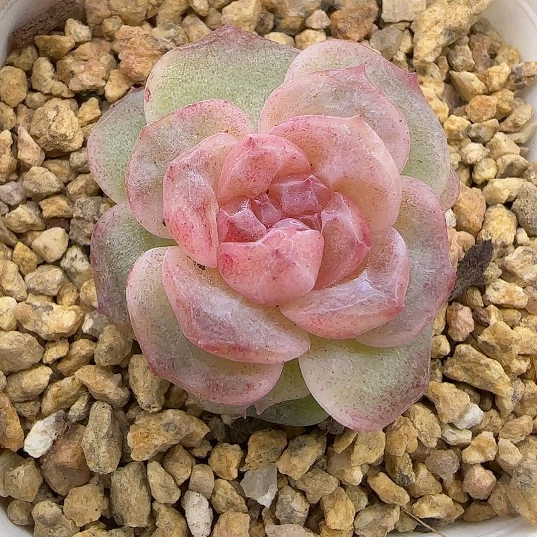 834石化糖心3.5公分【满19包邮非偏远】